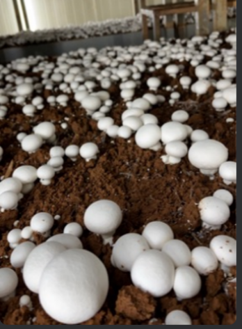 mmm2f5yz.3uc.png